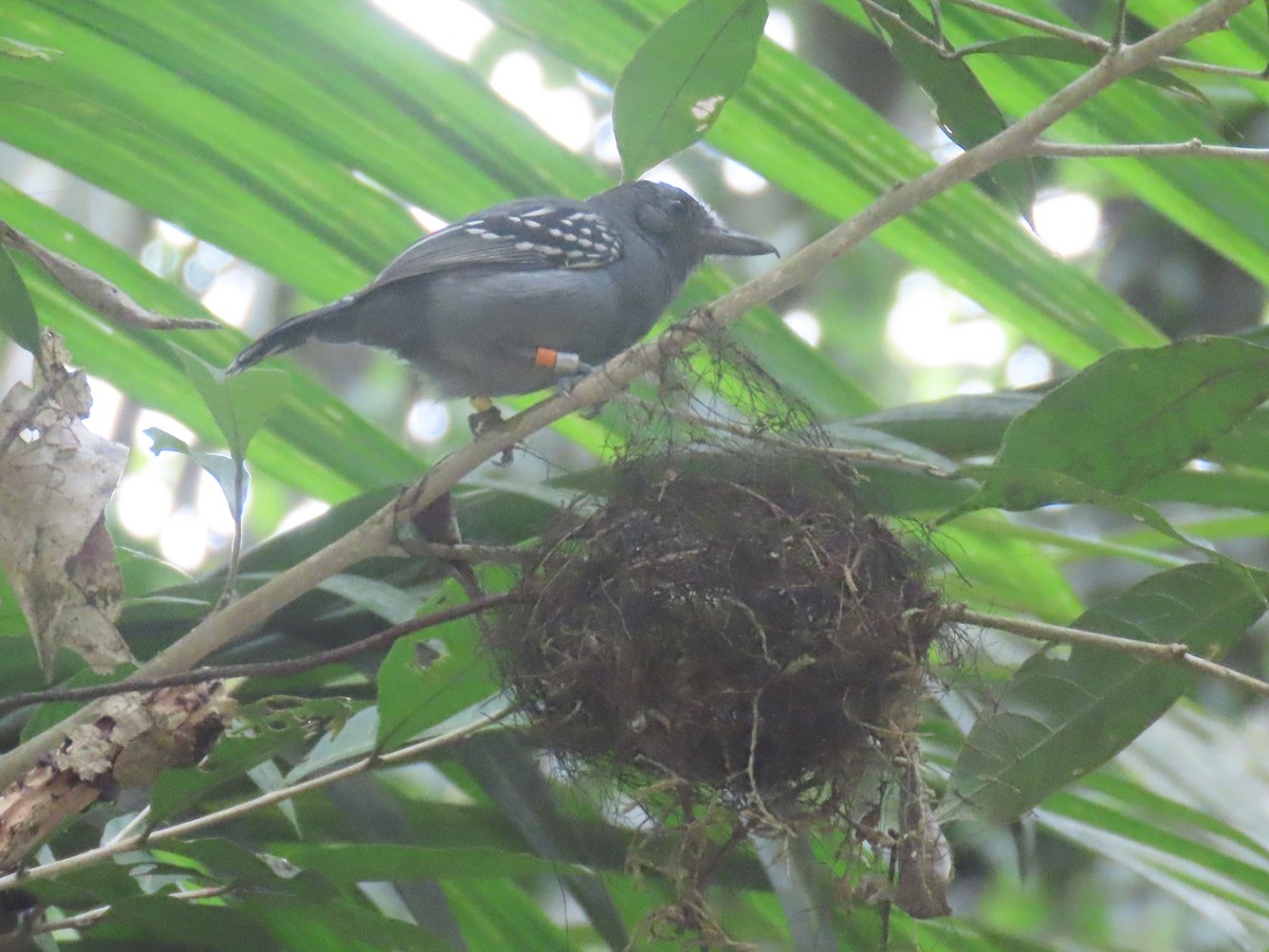 Black-crowned Antshrike - ML612173578