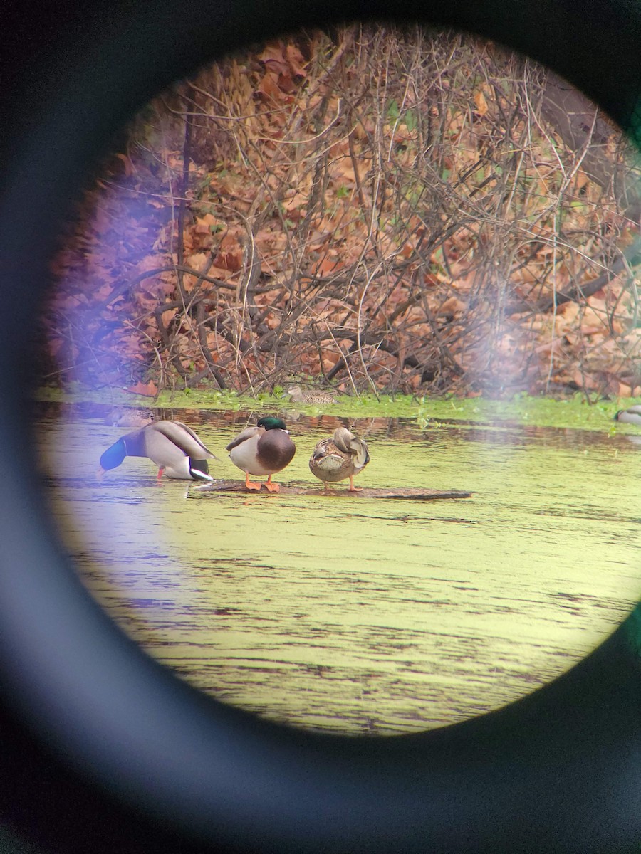 Blue-winged Teal - ML612173580