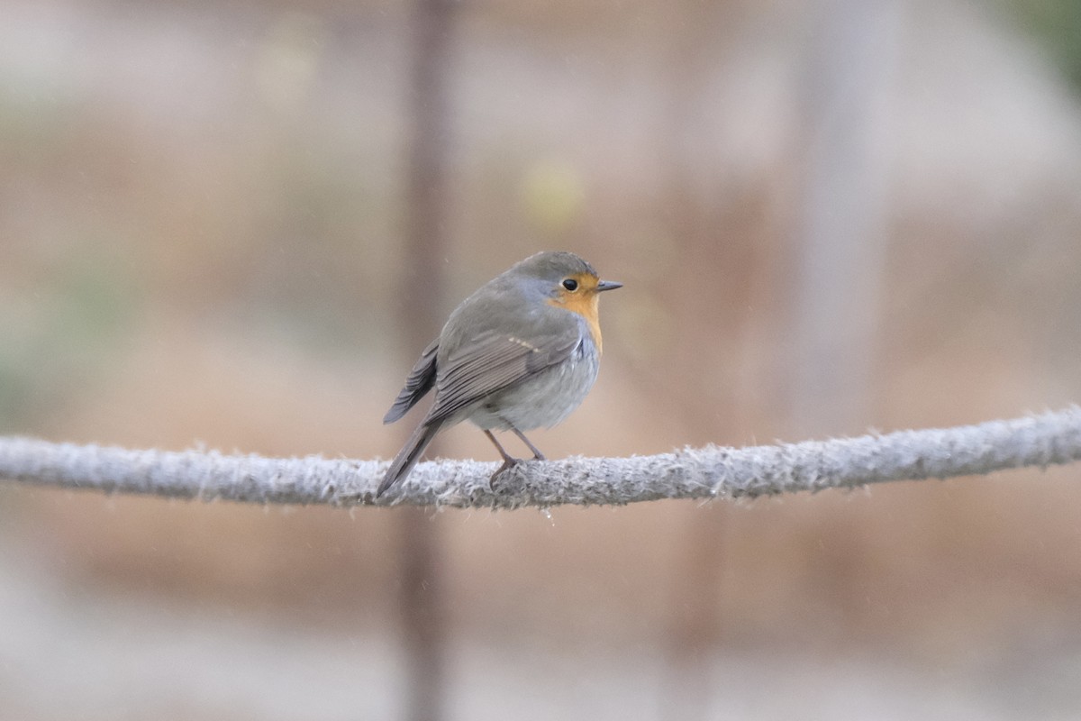 Өрнийн зээрд омруут - ML612173721