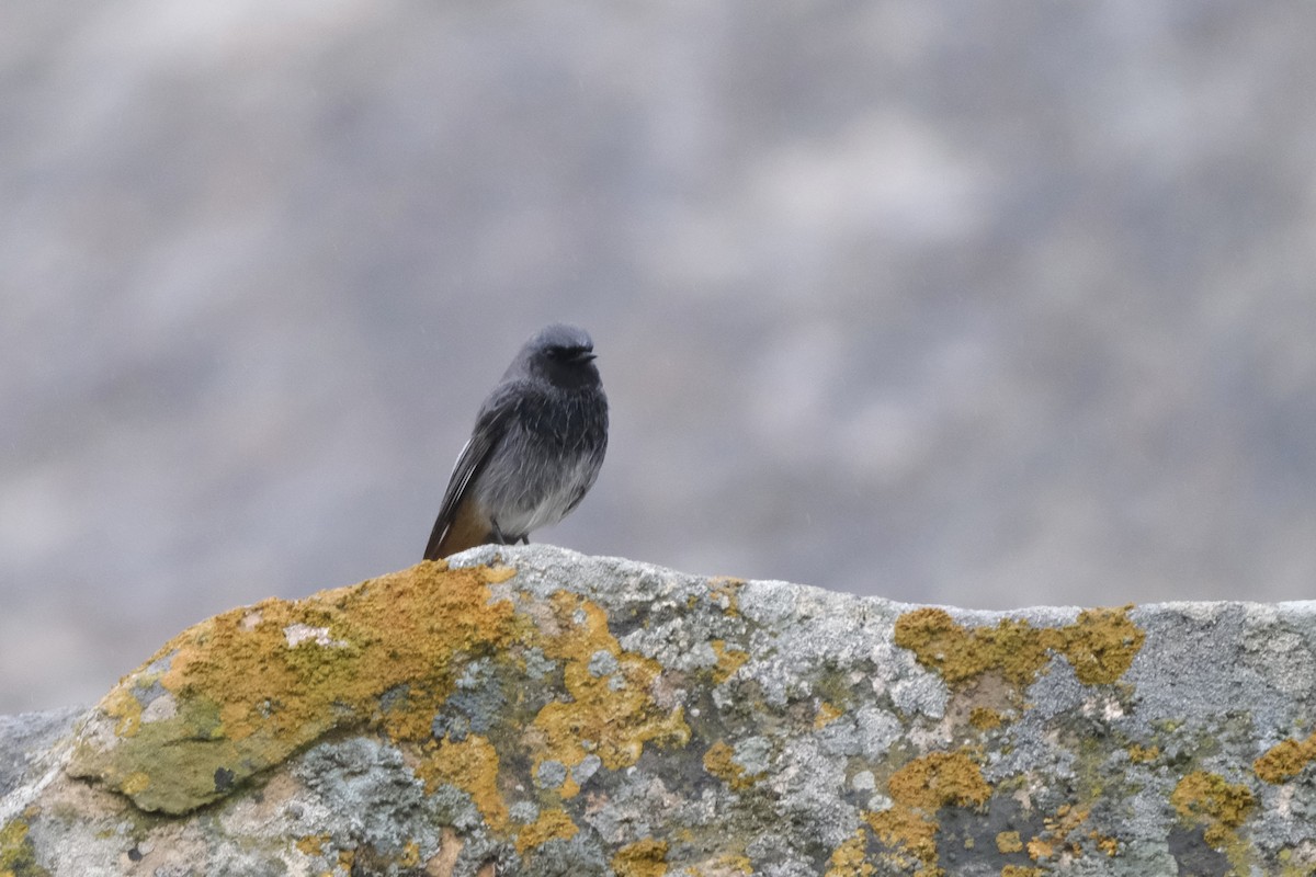 Black Redstart - ML612173771