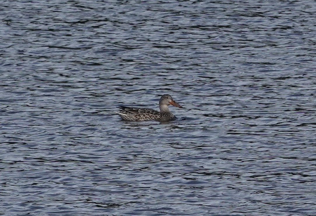 Northern Shoveler - ML612173794