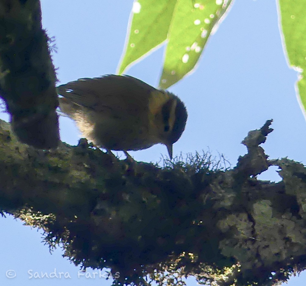 Sharp-billed Treehunter - ML612173797