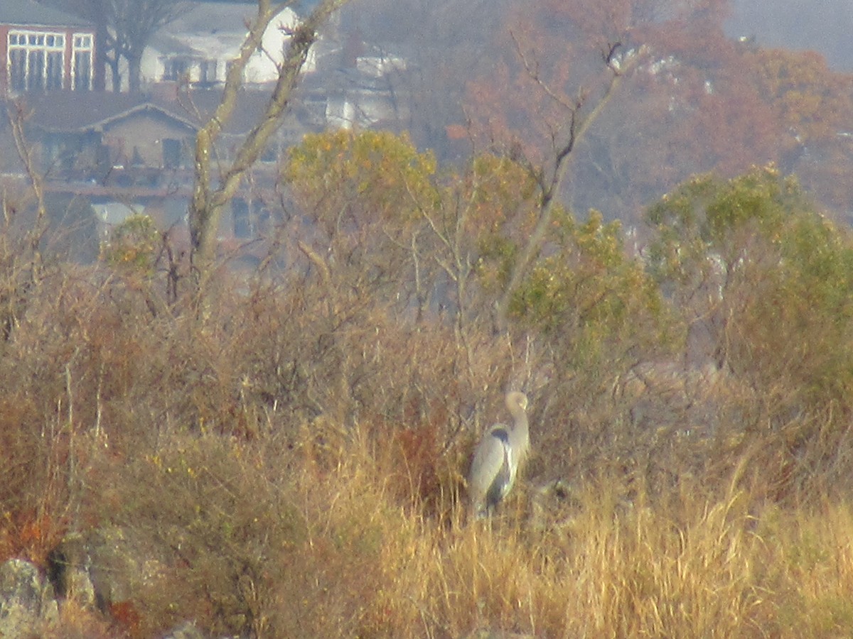 Great Blue Heron - ML612173815