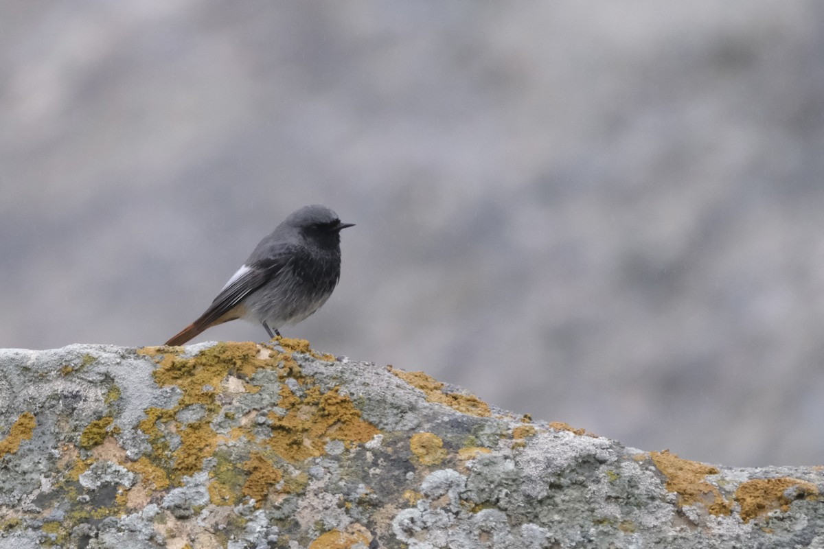Black Redstart - ML612173823