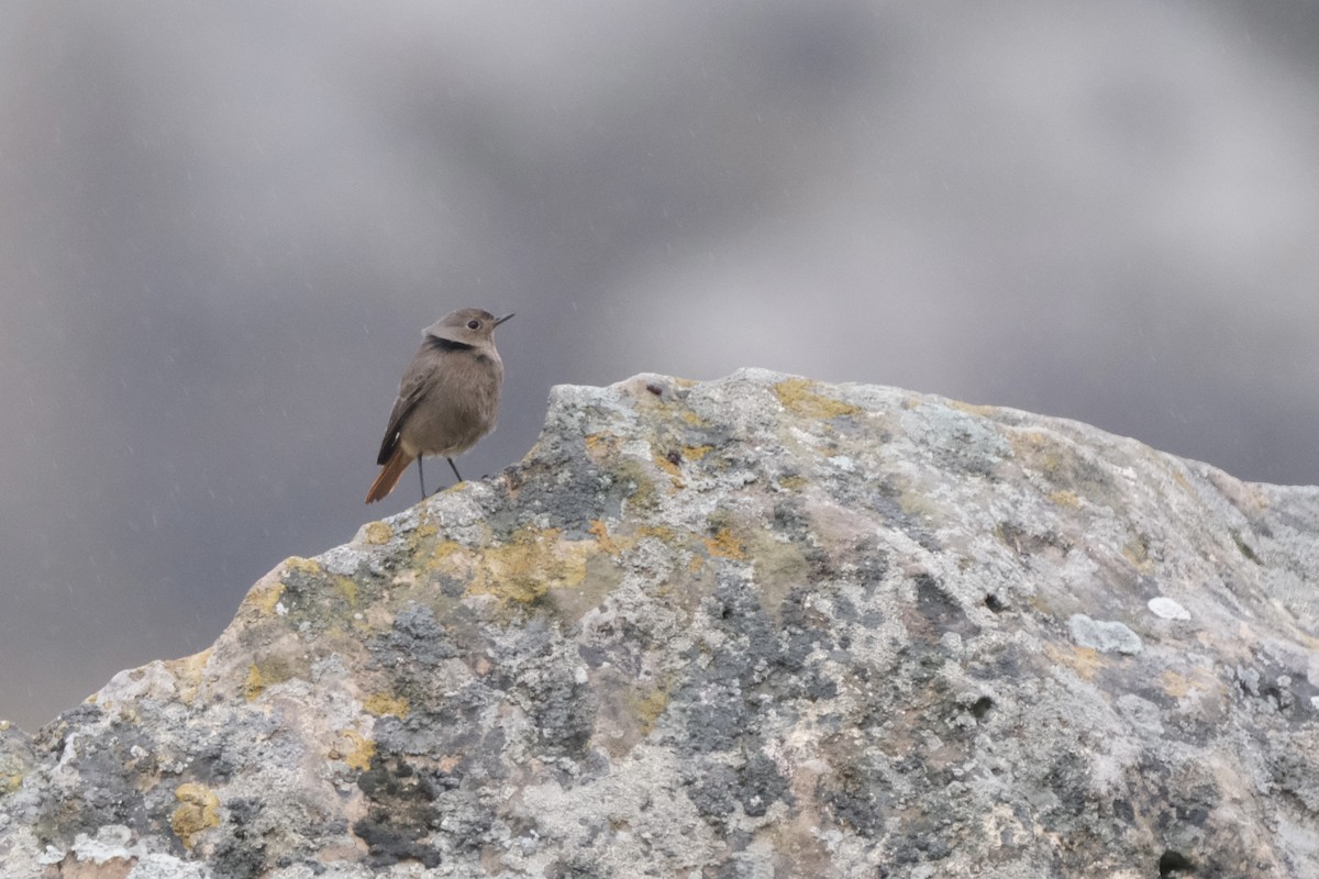 Black Redstart - ML612173825