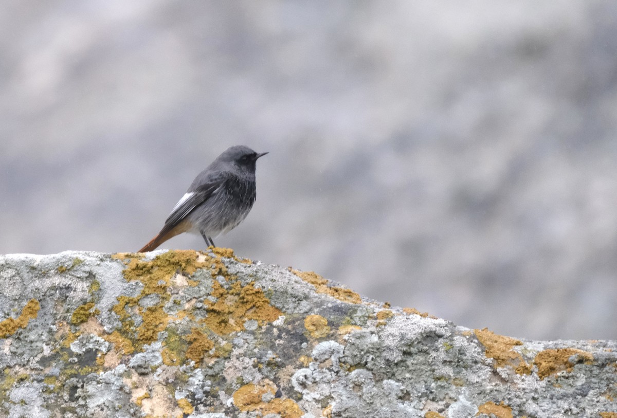 Black Redstart - ML612173826