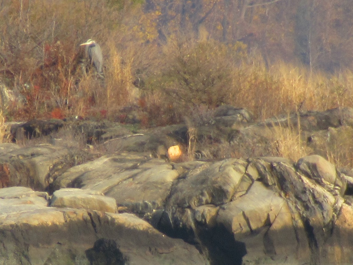 Great Blue Heron - ML612173830