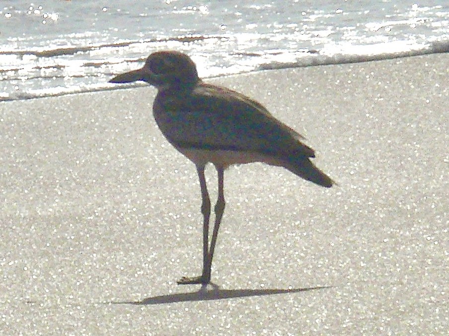 Senegal Thick-knee - ML612173871