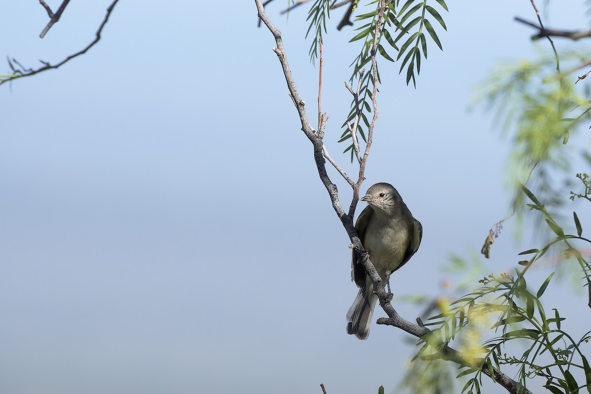 Tyranneau passegris - ML612173877