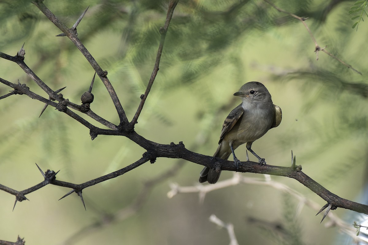 Southern Beardless-Tyrannulet - ML612173878