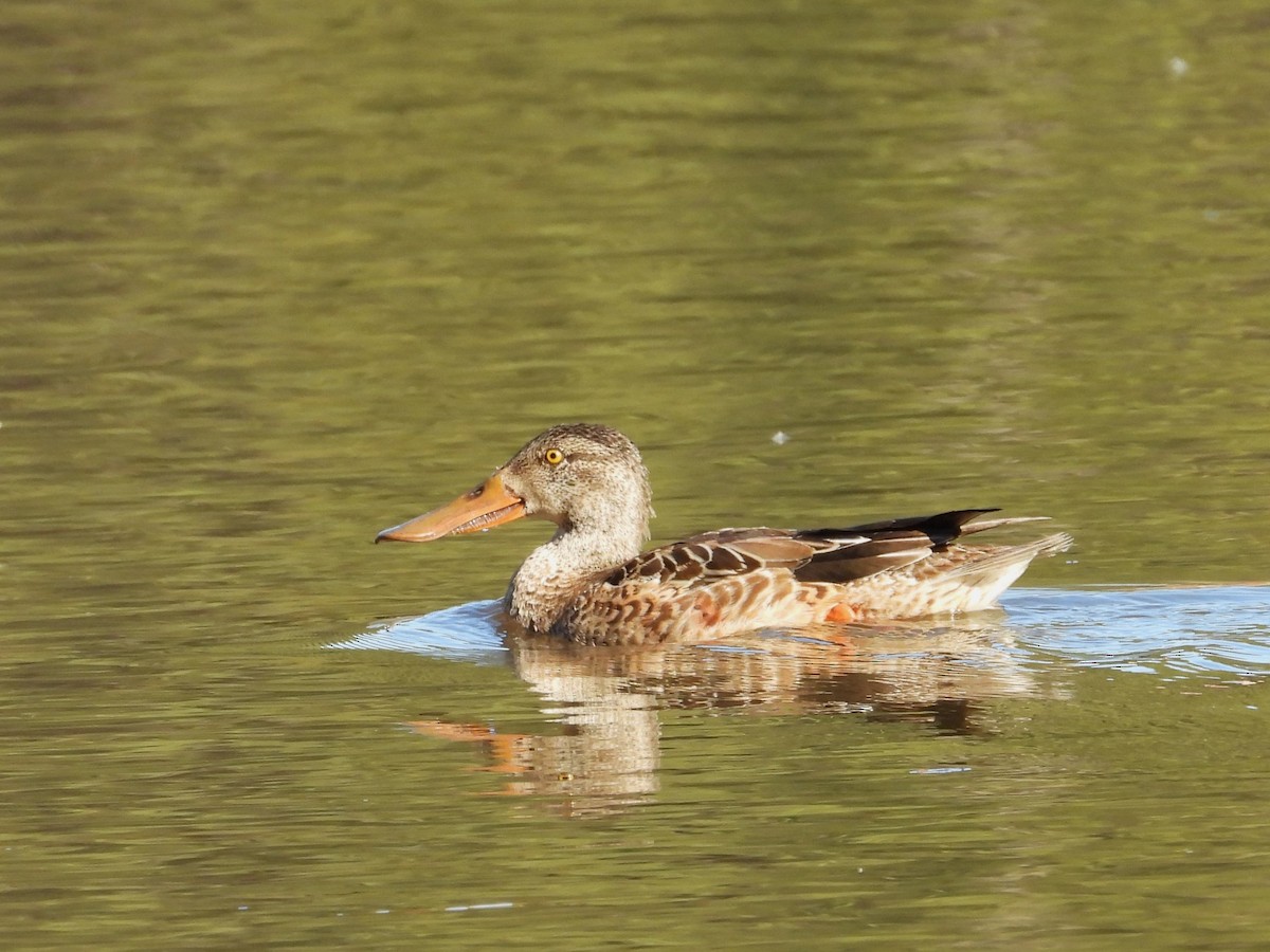 Northern Shoveler - ML612173889