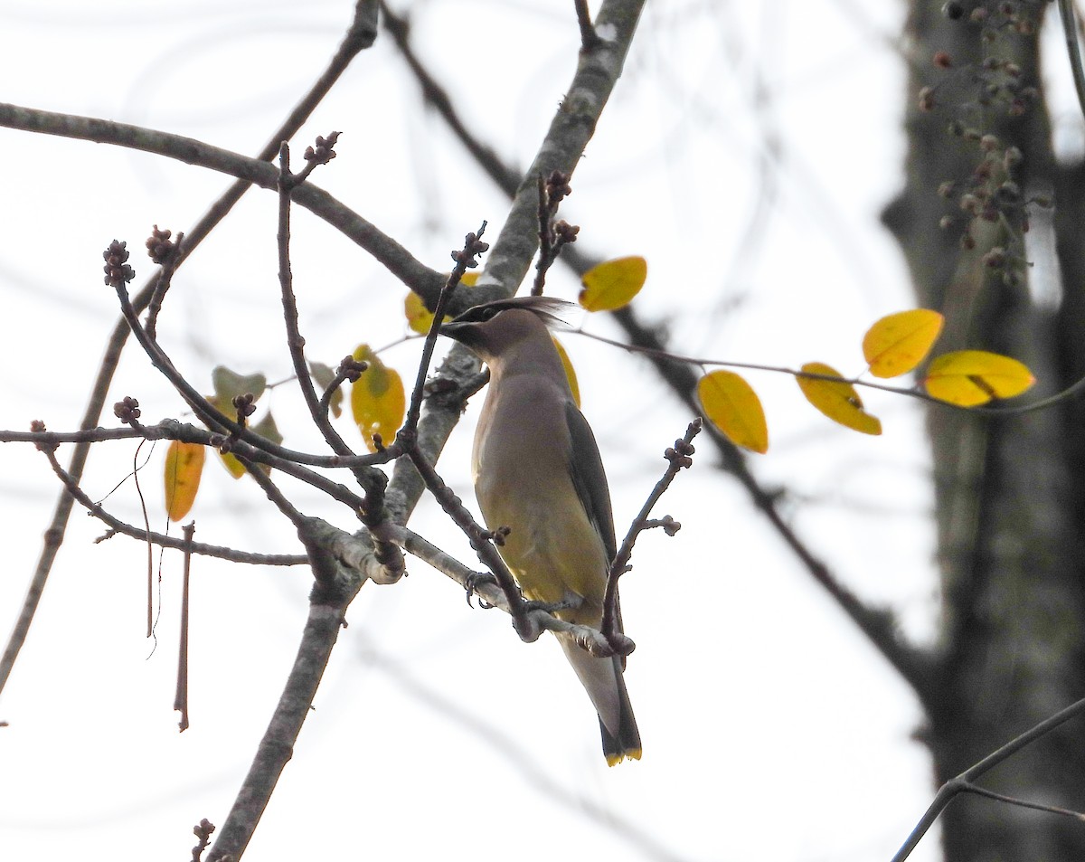 Cedar Waxwing - ML612173903