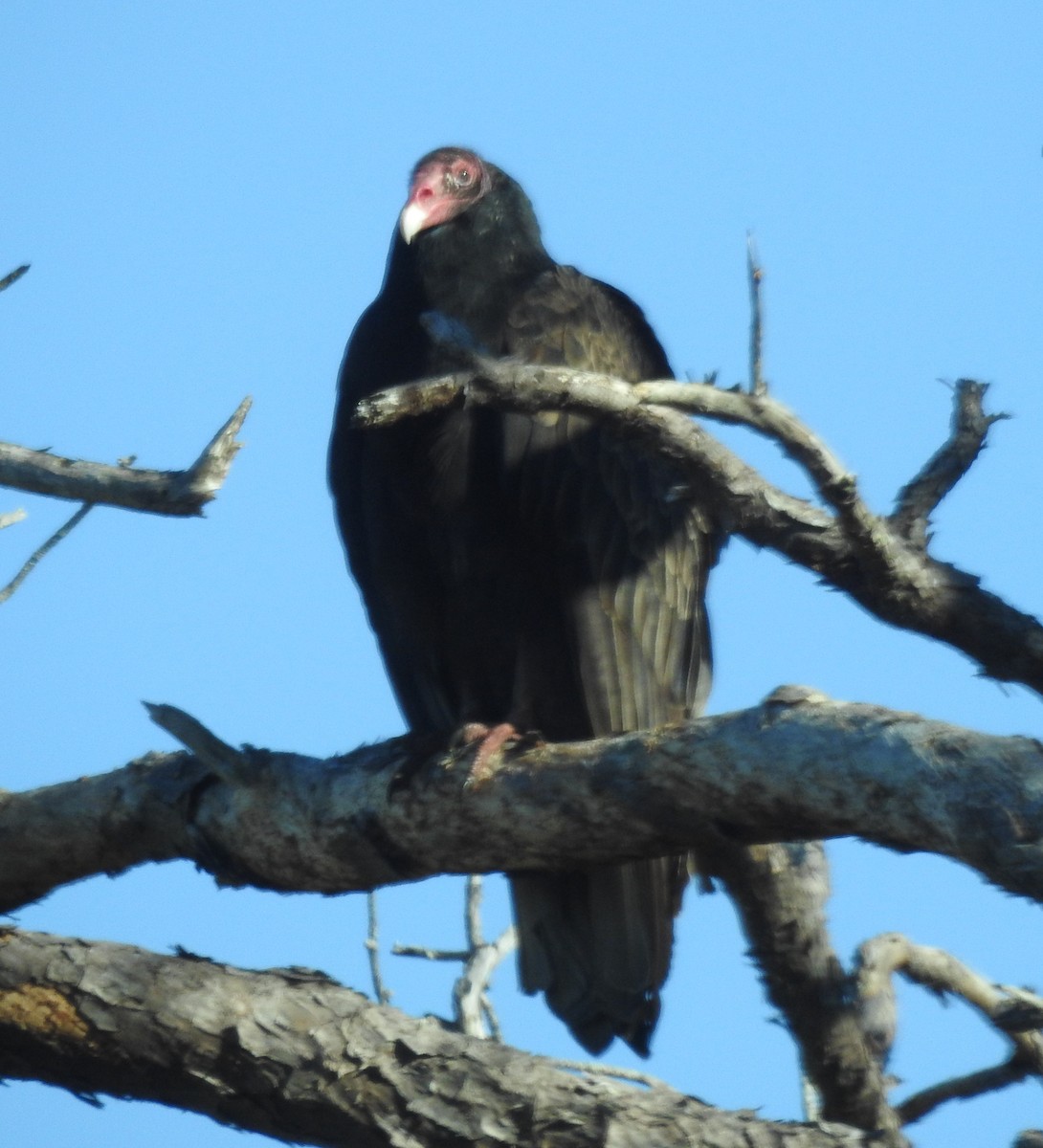 Turkey Vulture - ML612173932