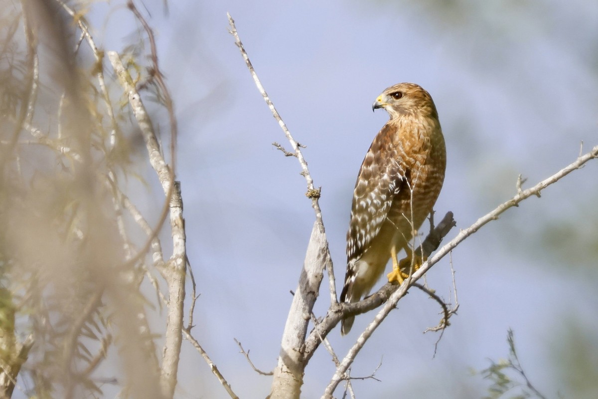 カタアカノスリ（lineatus グループ） - ML612173943