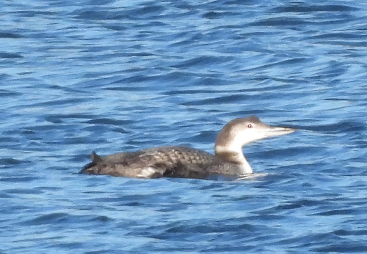 Common Loon - Fannie Courtier
