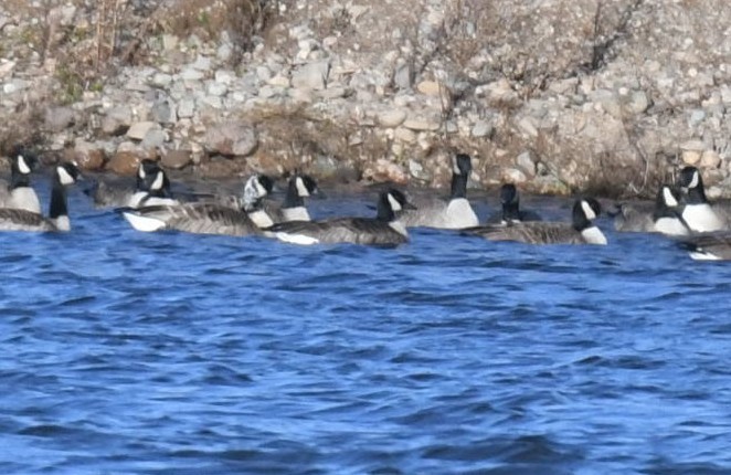 Canada Goose - ML612173980