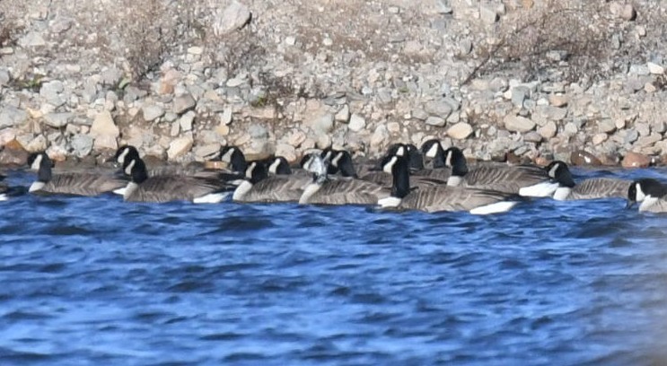 Canada Goose - ML612173981