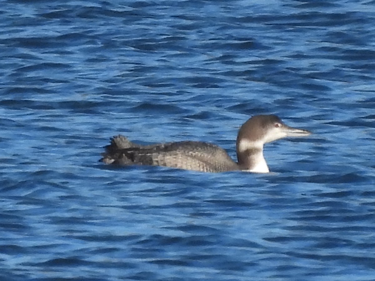 Common Loon - Fannie Courtier