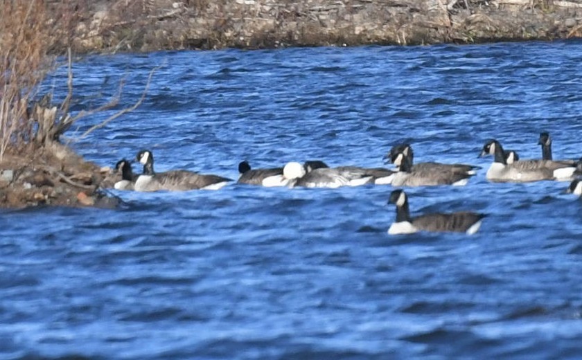 Snow Goose - ML612174021