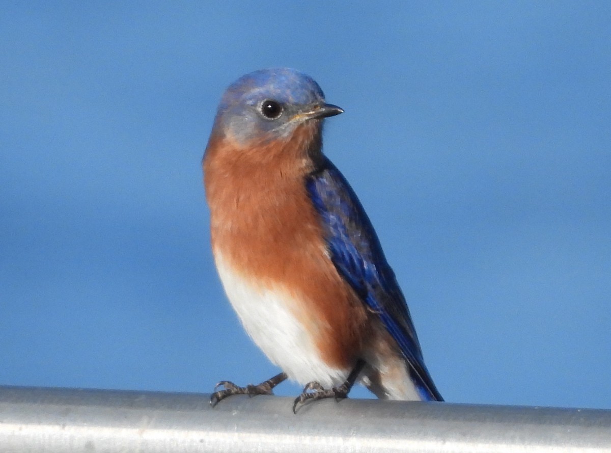 Eastern Bluebird - Fannie Courtier