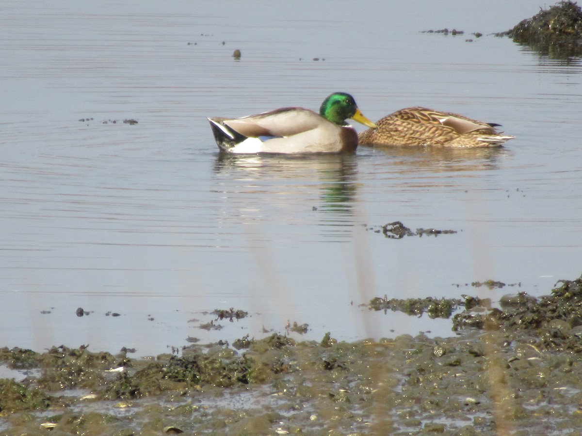 Canard colvert - ML612174086