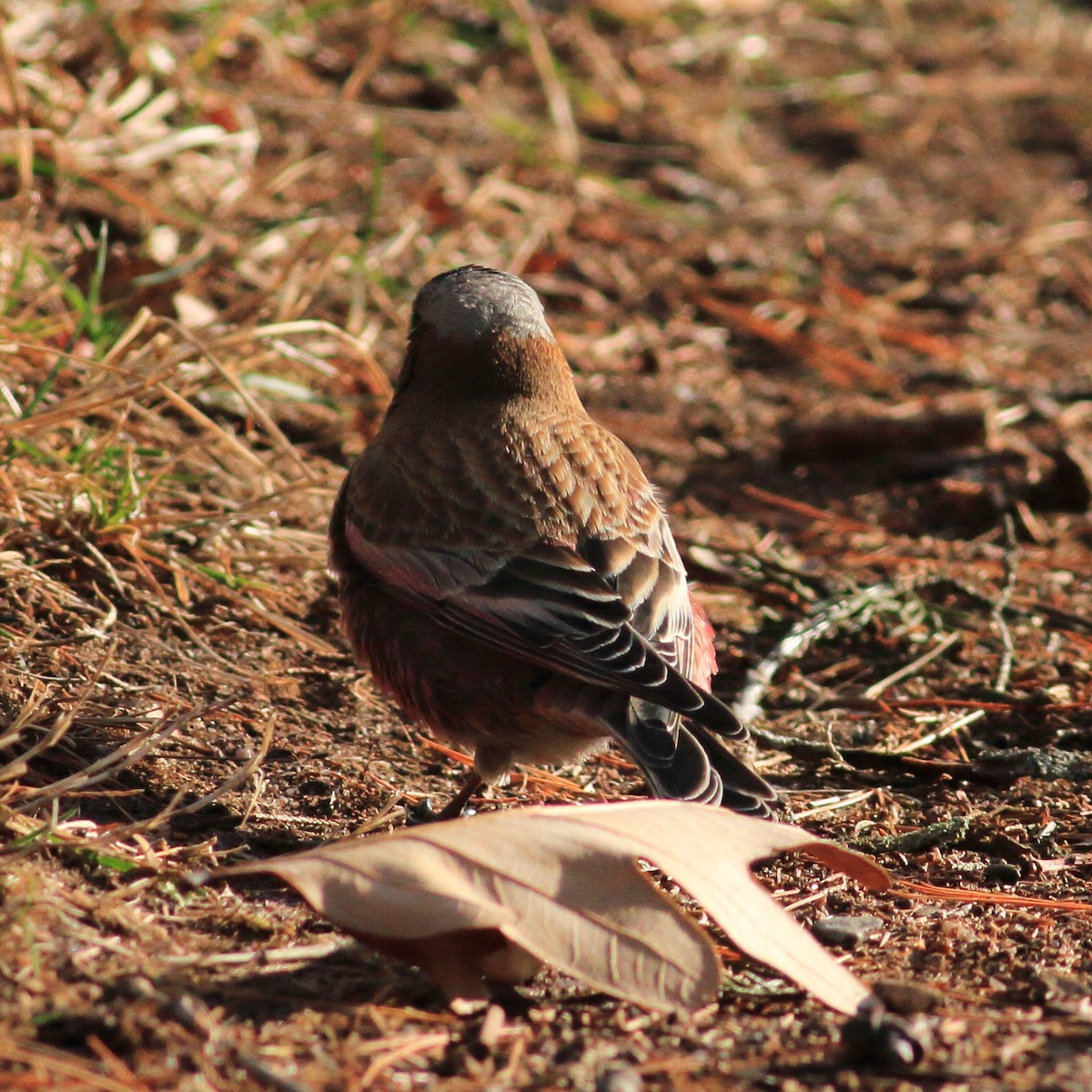 Gray-crowned Rosy-Finch - ML612174135