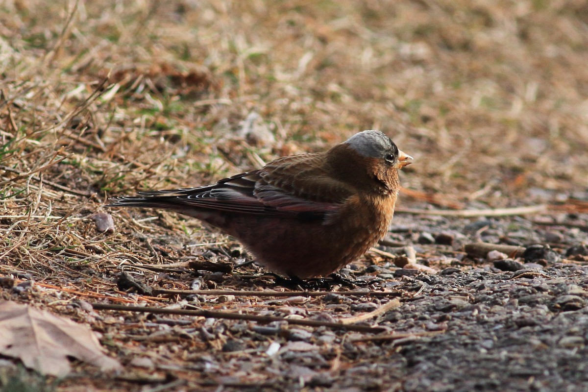 Gray-crowned Rosy-Finch - ML612174136