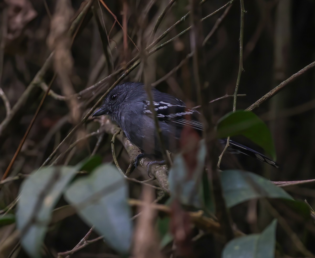 Variable Antshrike - ML612174183