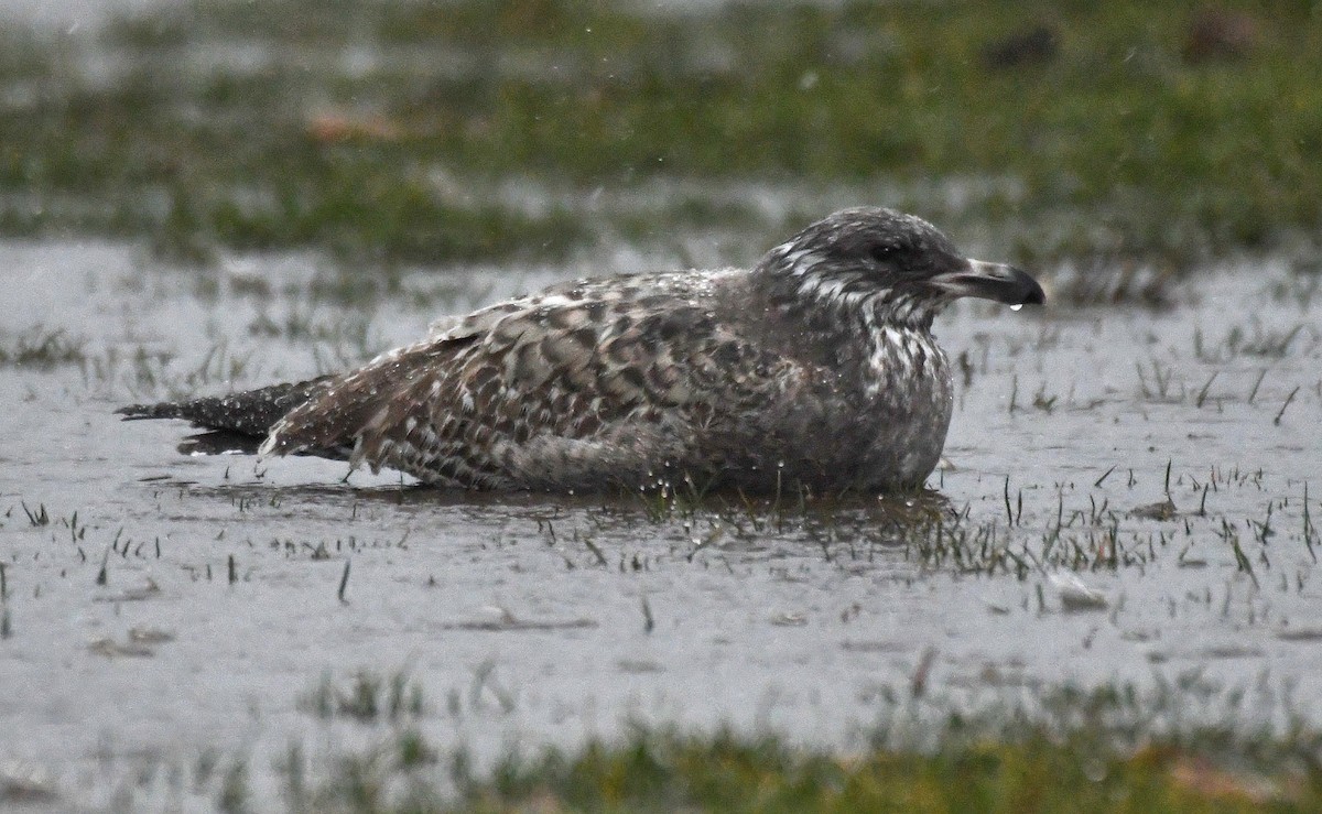 racek americký - ML612174282