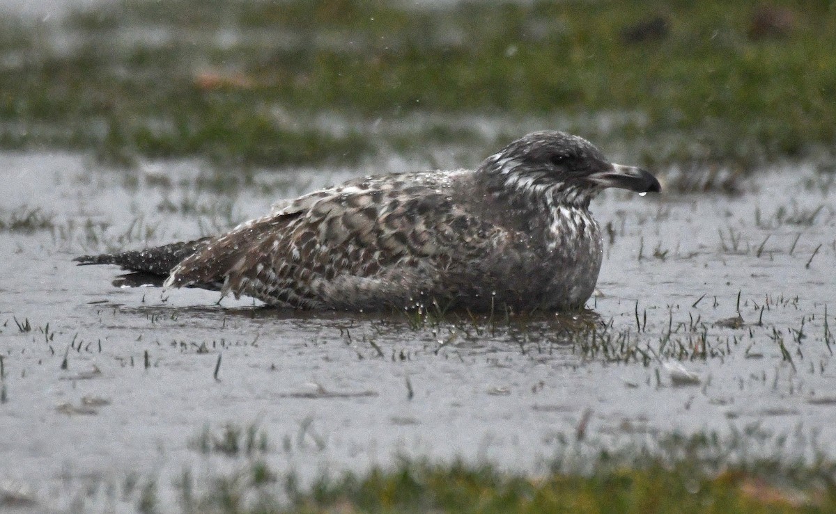 Herring Gull - ML612174282