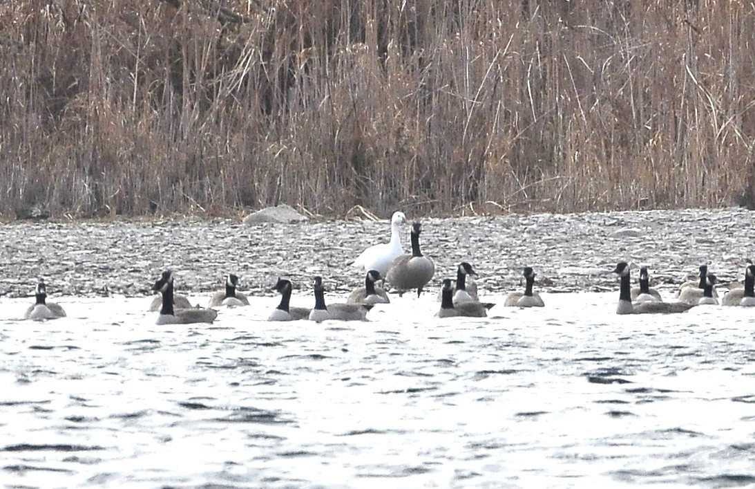 Snow Goose - ML612174491