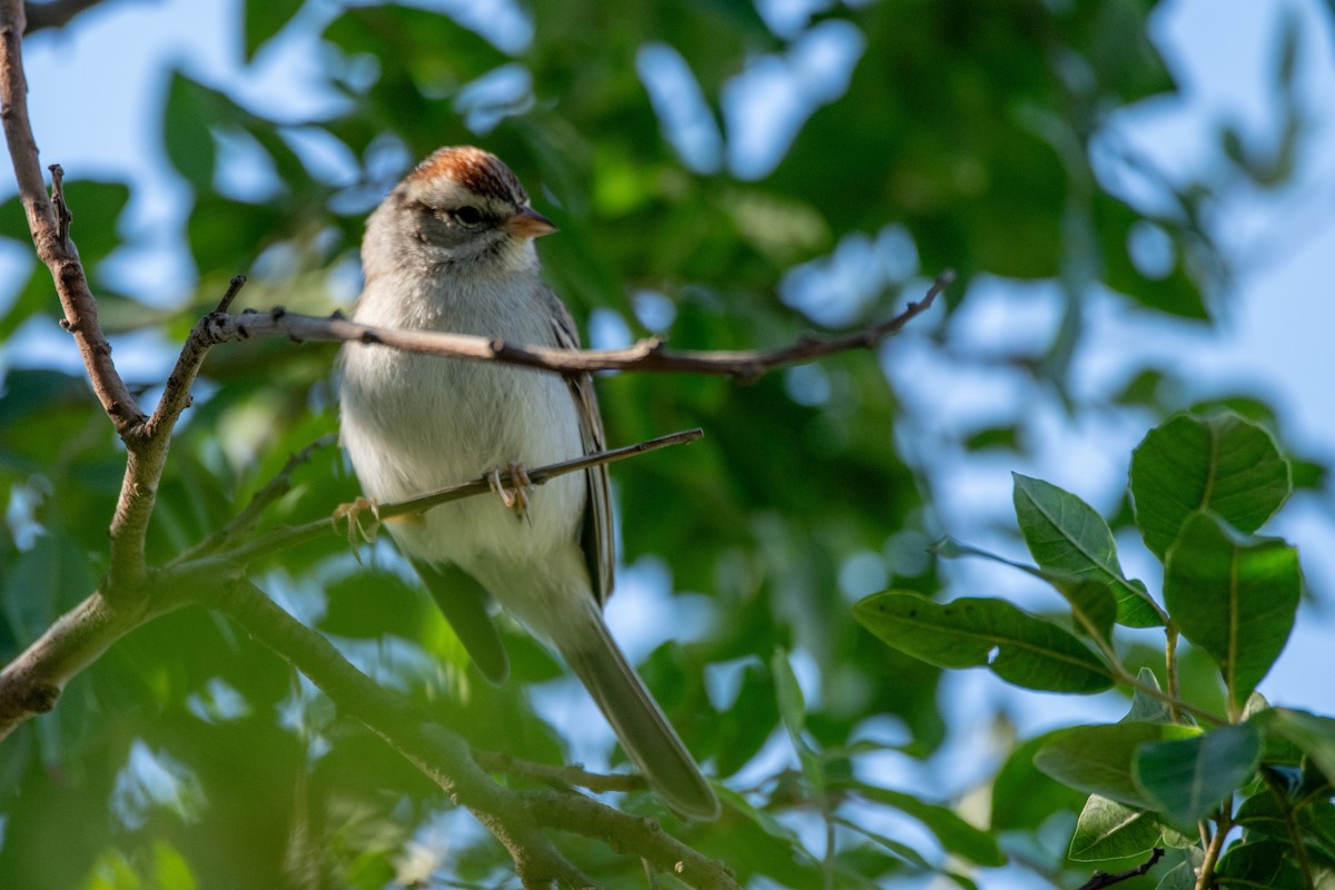 Chipping Sparrow - ML612174522