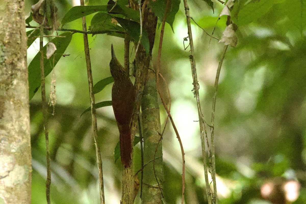 Chestnut-rumped Woodcreeper - ML612174552