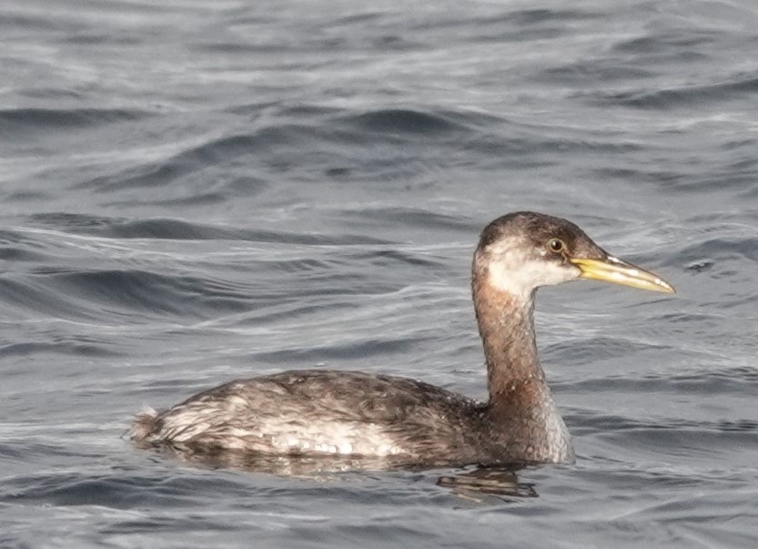 Red-necked Grebe - franci Holtslander