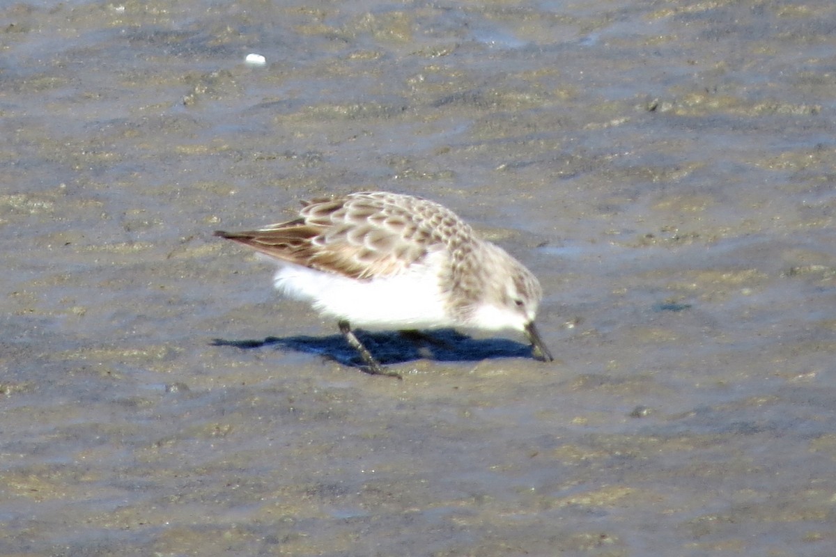 Little Stint - ML612174678