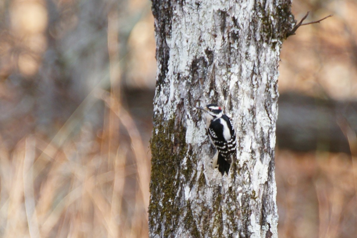 Downy Woodpecker - ML612174726