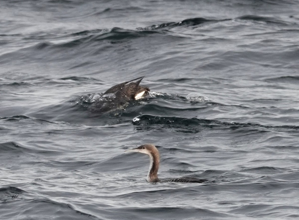 Pacific Loon - ML612174733