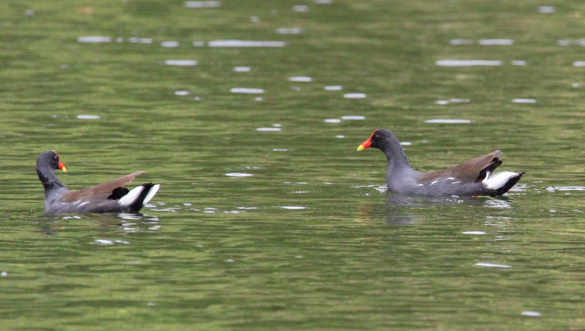 Common Gallinule - ML612174746