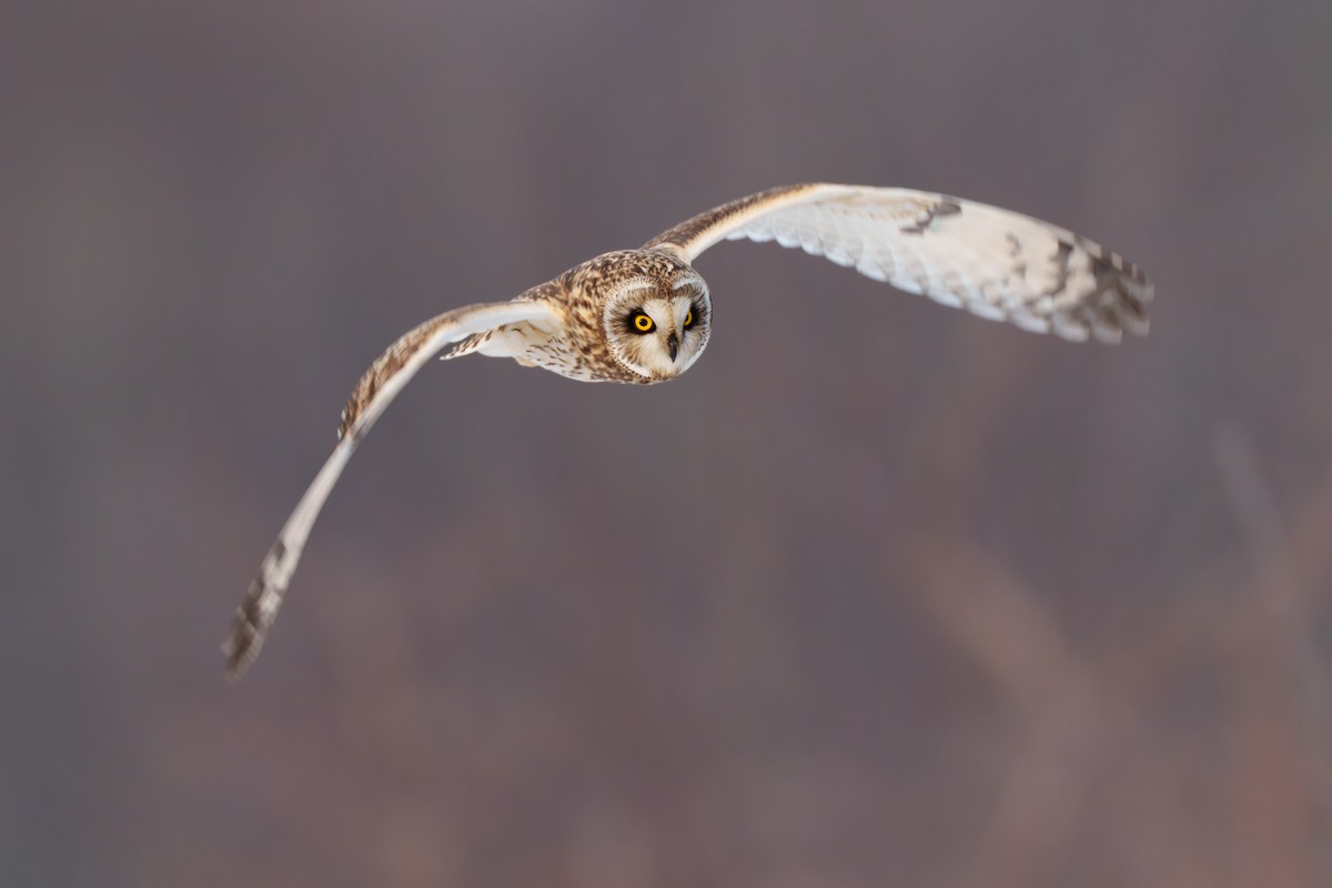 Short-eared Owl - ML612174760