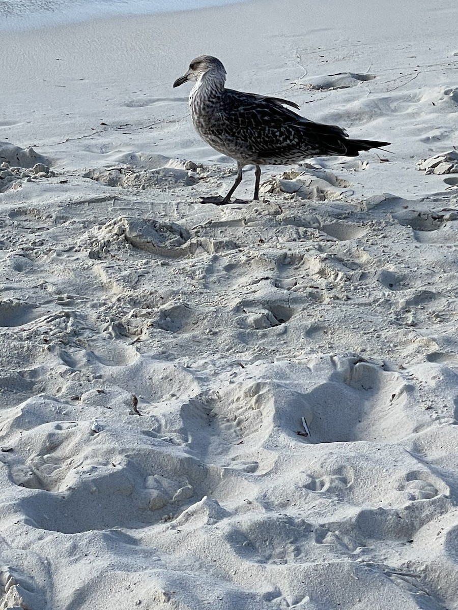 Lesser Black-backed Gull - ML612174822