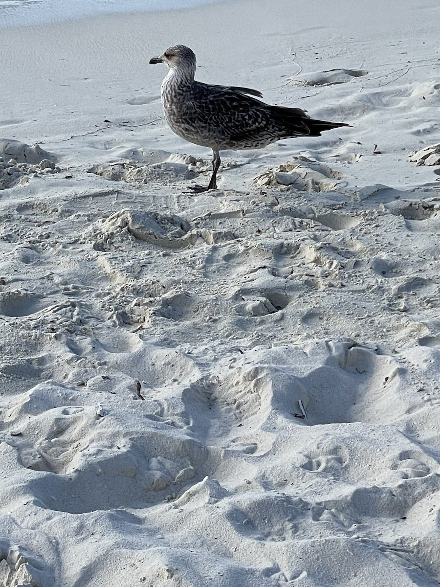 Lesser Black-backed Gull - ML612174823