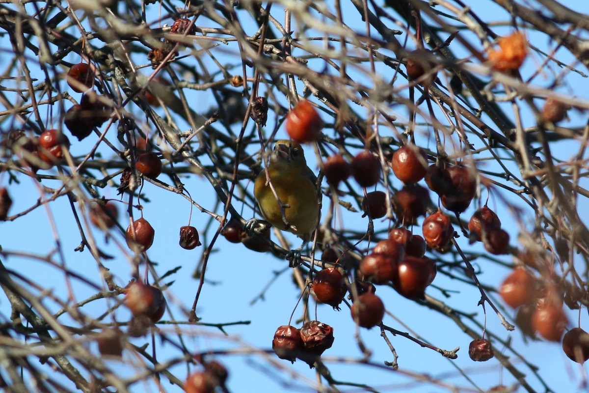 Oriole de Baltimore - ML612174833