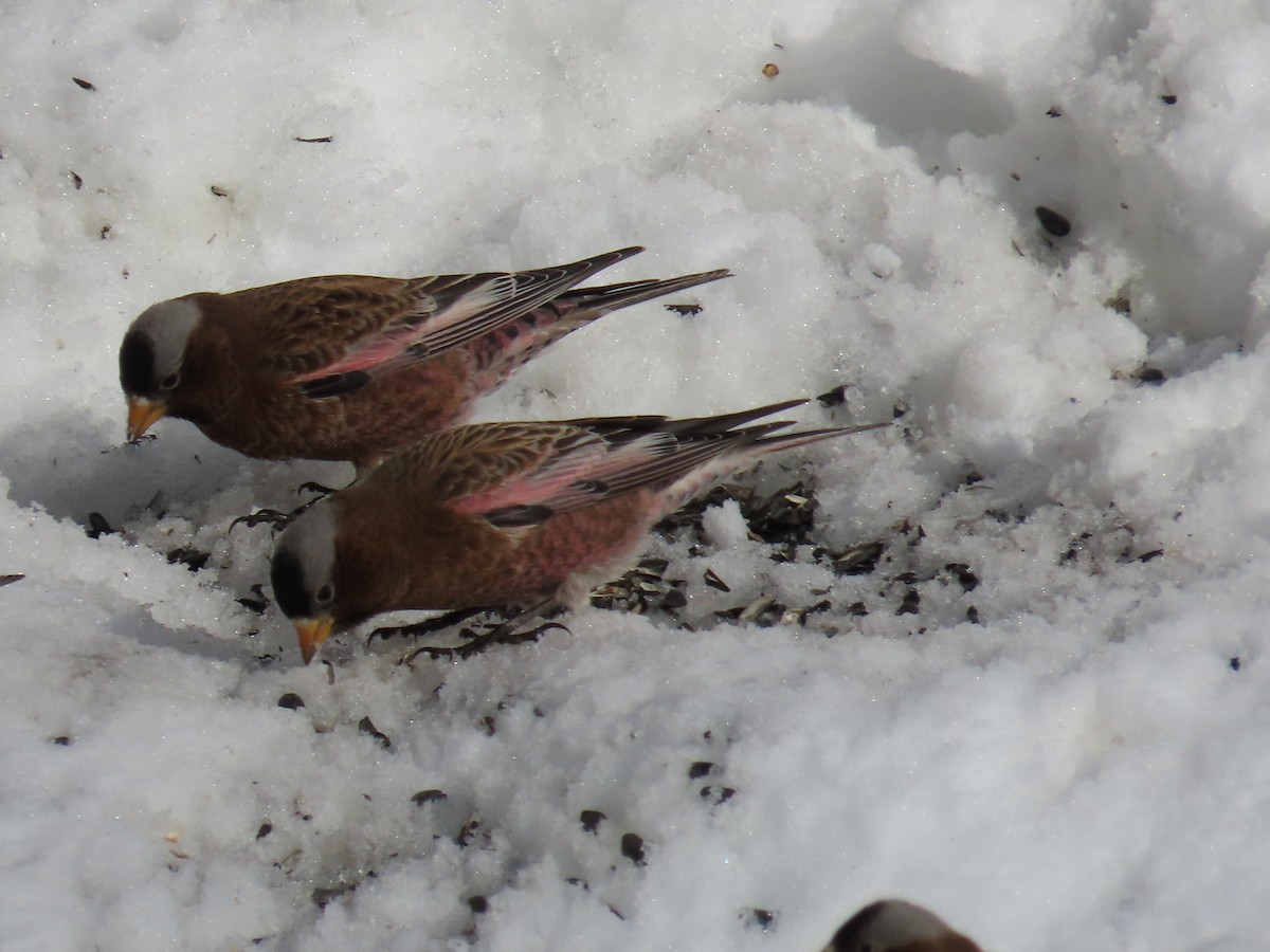 Gray-crowned Rosy-Finch (Gray-crowned) - Bryant Olsen