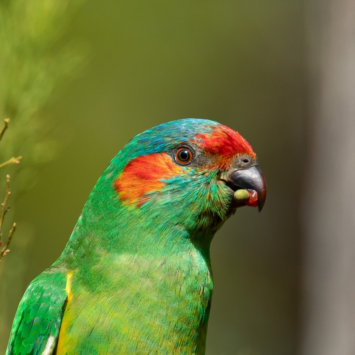 Musk Lorikeet - John Hurrell