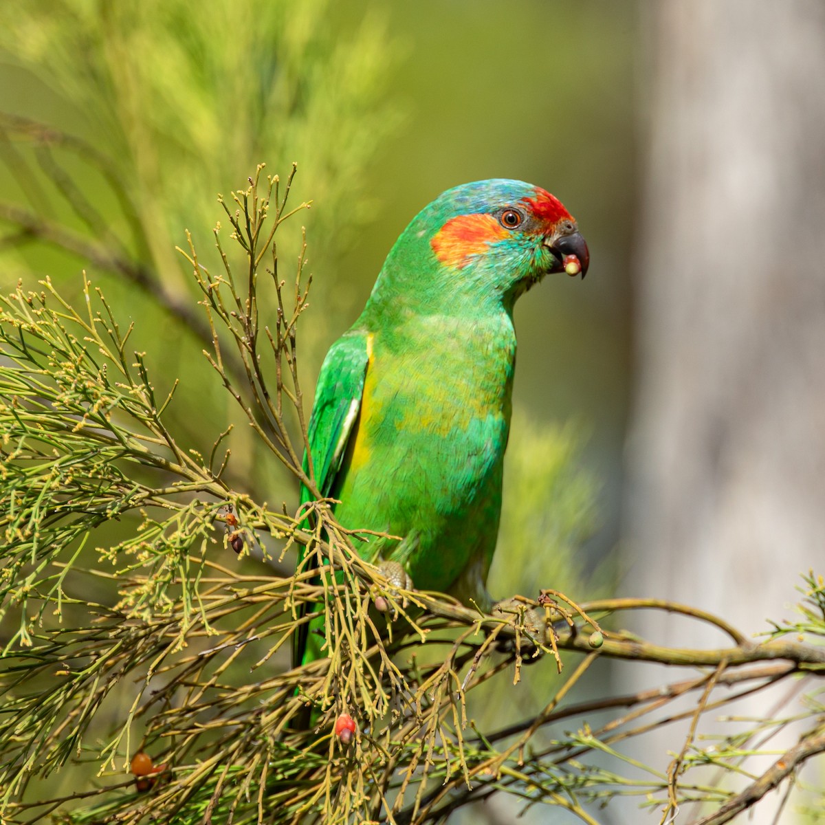 Musk Lorikeet - John Hurrell