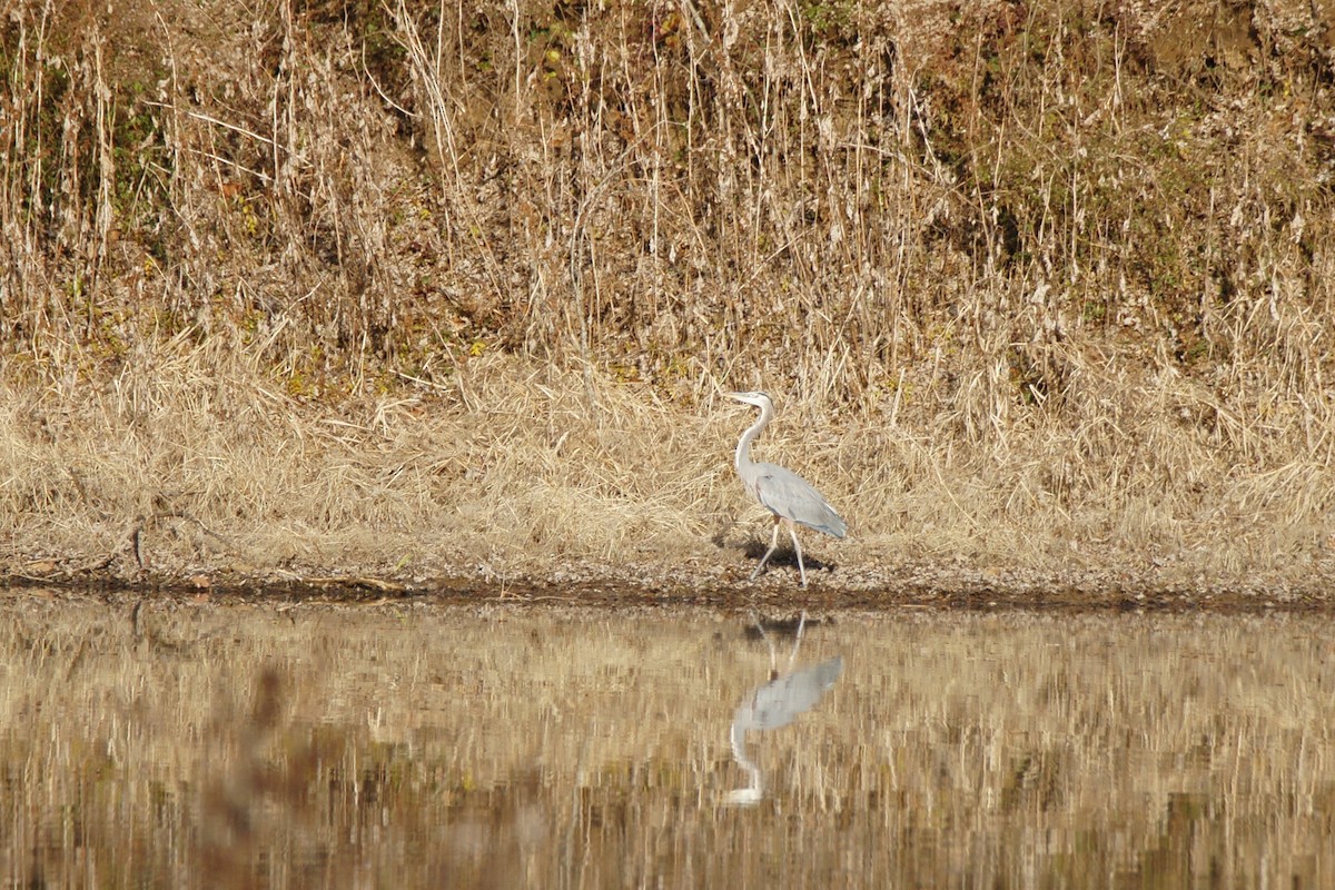 Great Blue Heron - ML612174981