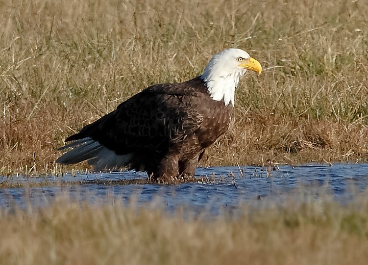 Weißkopf-Seeadler - ML612174995