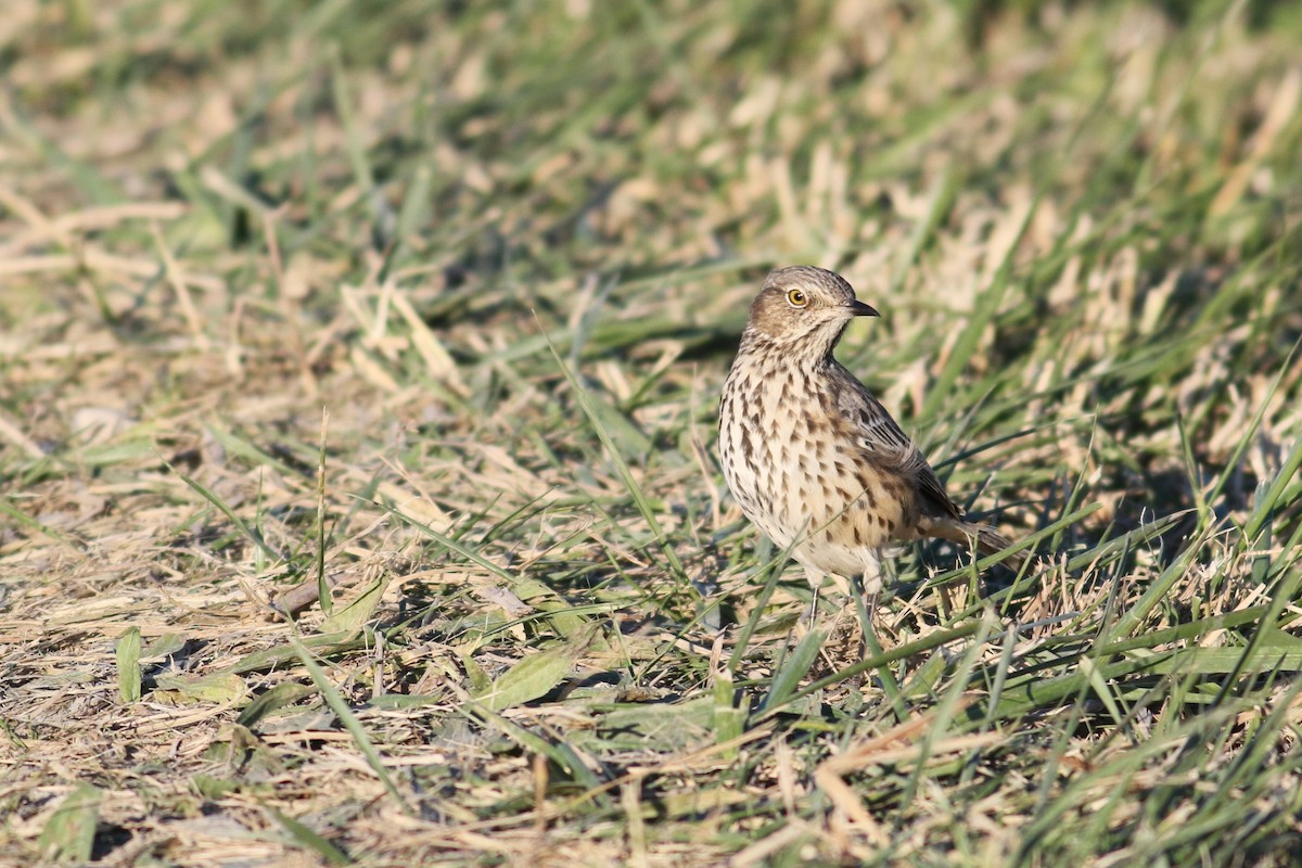 Sage Thrasher - ML612175001