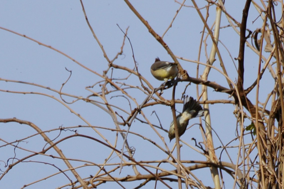 Yellow-rumped Warbler - ML612175009