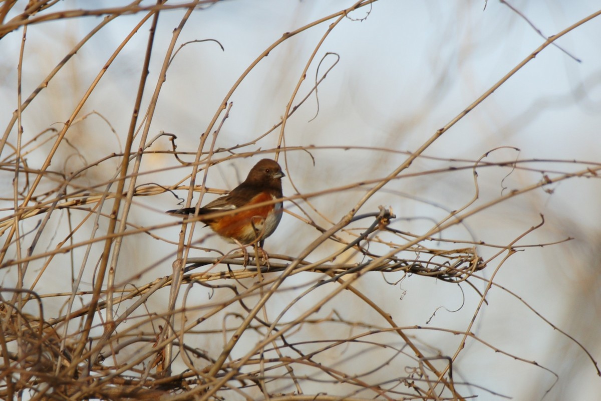 Eastern Towhee - ML612175013